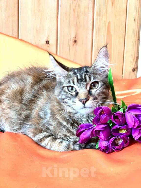 Кошки в Челябинске: 🔥🔥🔥 КОТЕНОК МЕЙН-КУН ПОЛИДАКТ ДЕВОЧКА Девочка, Бесплатно - фото 4