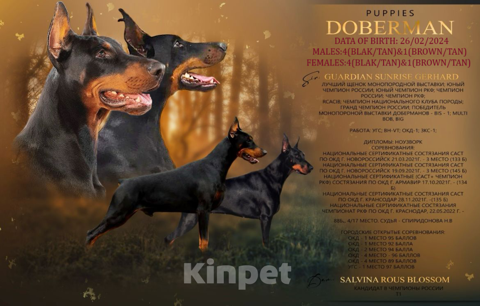 Собаки в Москве: Щенки Добермана РКФ Мальчик, 70 000 руб. - фото 1