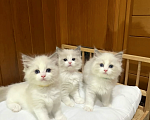 Кошки в Нижнем Новгороде: Рэгдолл котята Разнополые, 56 000 руб. - фото 1