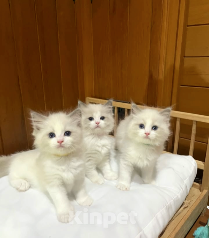 Кошки в Нижнем Новгороде: Рэгдолл котята Разнополые, 56 000 руб. - фото 1