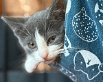 Кошки в Сосновом Бору: Котенок Кексик Мальчик, Бесплатно - фото 7