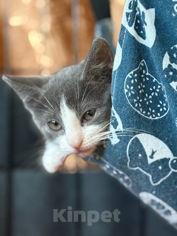 Кошки в Сосновом Бору: Котенок Кексик Мальчик, Бесплатно - фото 7