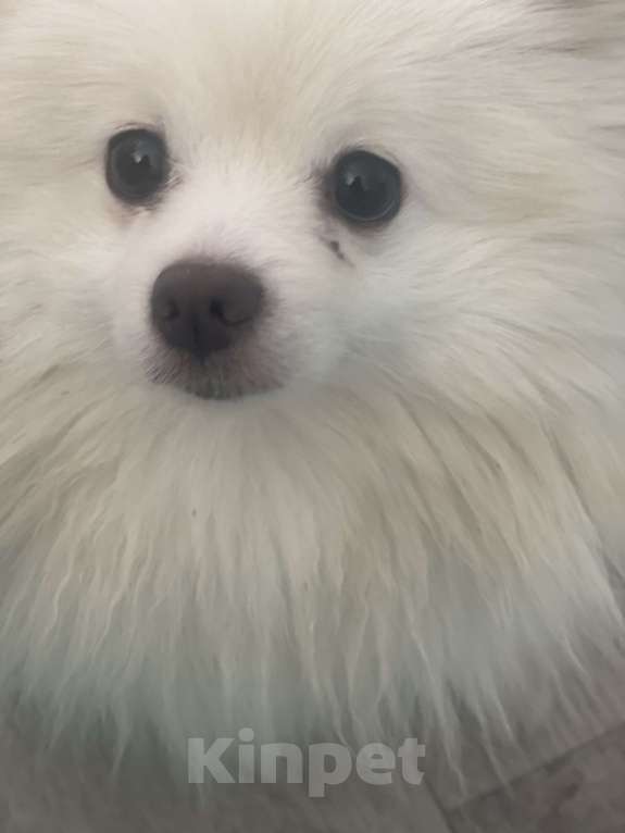 Собаки в Челябинске: Щенки померанского шпица  Девочка, 30 000 руб. - фото 6