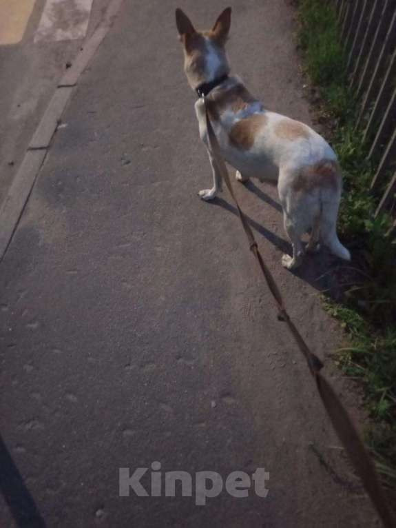 Собаки в Красногорске: Собака в добрые руки Девочка, Бесплатно - фото 2