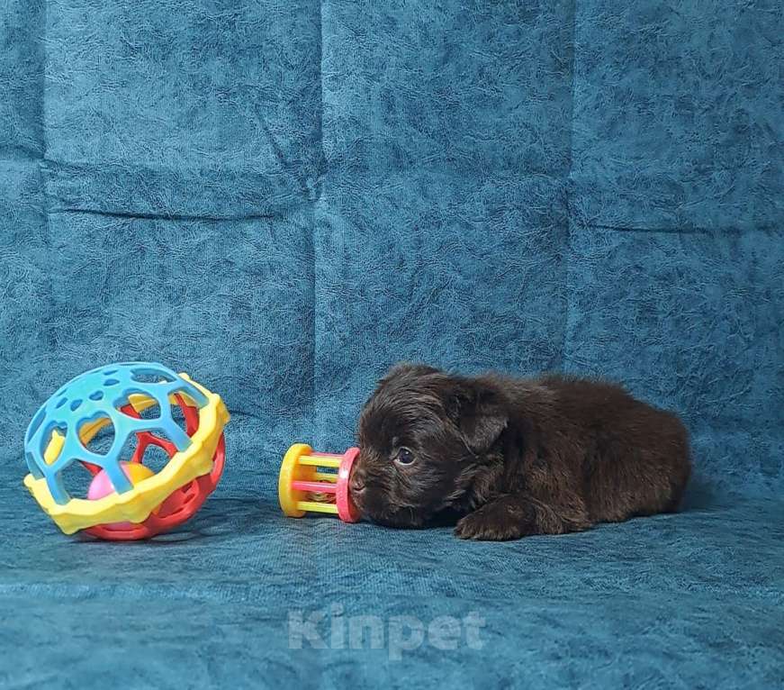 Собаки в Санкт-Петербурге: Шоколадный йорк Мальчик, 80 000 руб. - фото 3