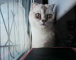 Кошки в Челябинске: Пропала Кошка Челябинск Девочка, Бесплатно - фото 1