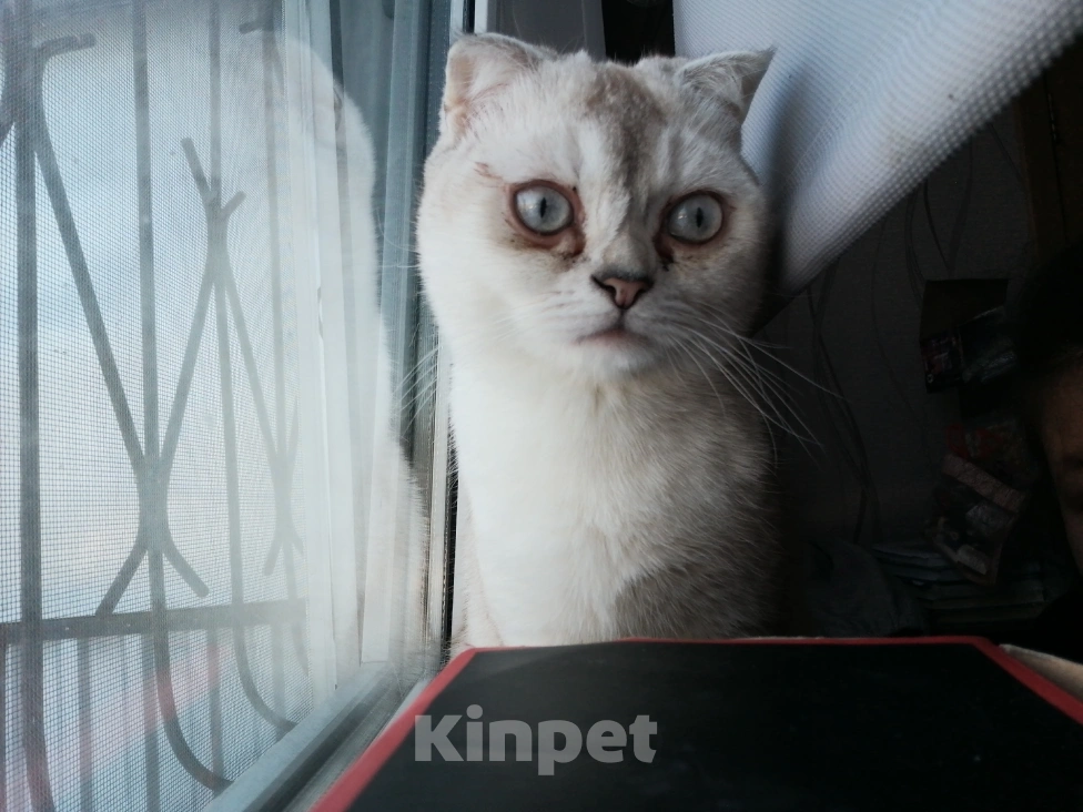 Кошки в Челябинске: Пропала Кошка Челябинск Девочка, Бесплатно - фото 1