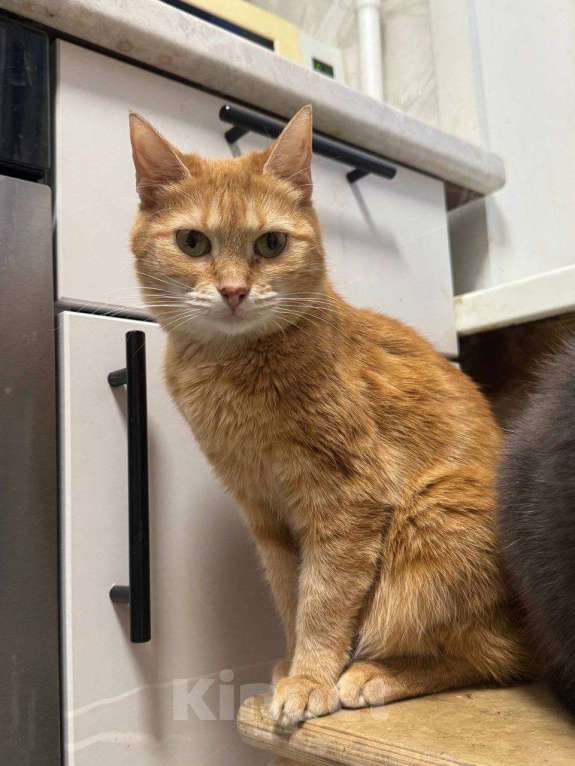 Кошки в Калуге: Кошка Девочка, Бесплатно - фото 1