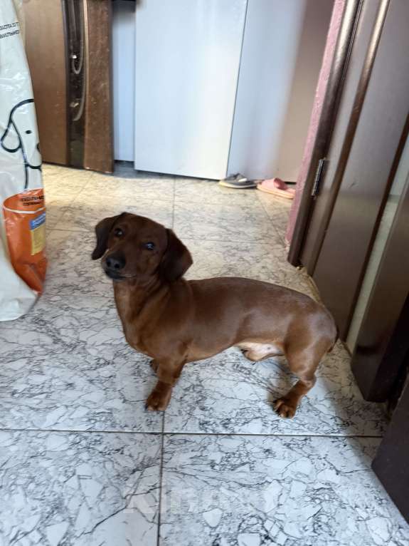 Собаки в Туле: Щенки мини таксы Мальчик, 18 000 руб. - фото 4