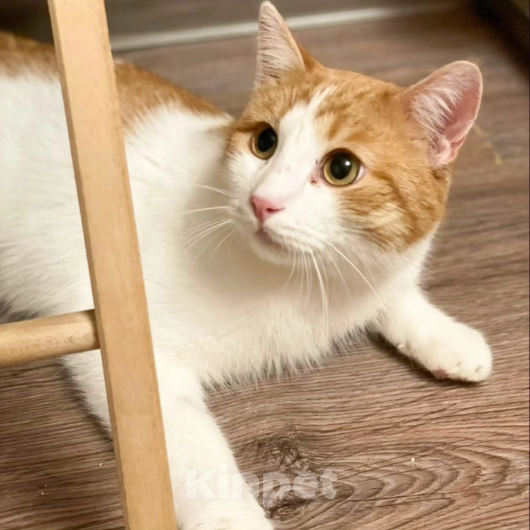 Кошки в Москве: Маркуса никто не замечает Мальчик, Бесплатно - фото 3