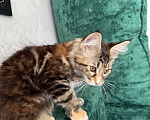 Кошки в Казани: Мейн-кун котенок Девочка, 7 000 руб. - фото 3