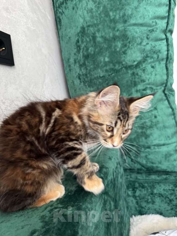 Кошки в Казани: Мейн-кун котенок Девочка, 7 000 руб. - фото 3