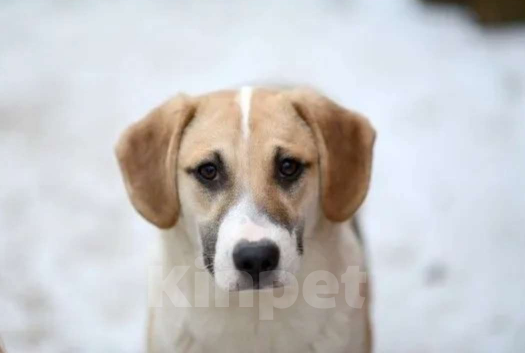 Собаки в других городах Московской области: Щенята добрые руки Мальчик, Бесплатно - фото 3