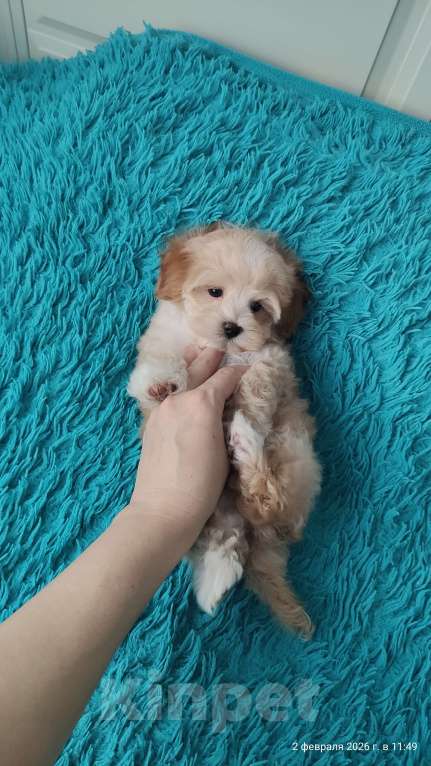 Собаки в Мытищах: Мальтипу F1  Мальчик, 120 000 руб. - фото 3