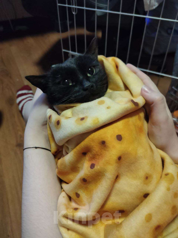 Кошки в других городах Калужской области: Чёрная ласковая Маковка Девочка, Бесплатно - фото 7