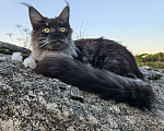 Кошки в Санкт-Петербурге: Котик черный дым с белым  Мальчик, 40 000 руб. - фото 1