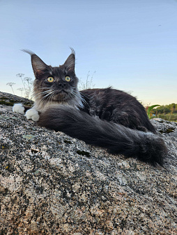 Котик черный дым с белым