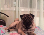 Собаки в Прохладном: Мопс вязка, 5 000 руб. - фото 1