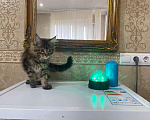 Кошки в Малмыже: Котята для вас., 15 000 руб. - фото 4