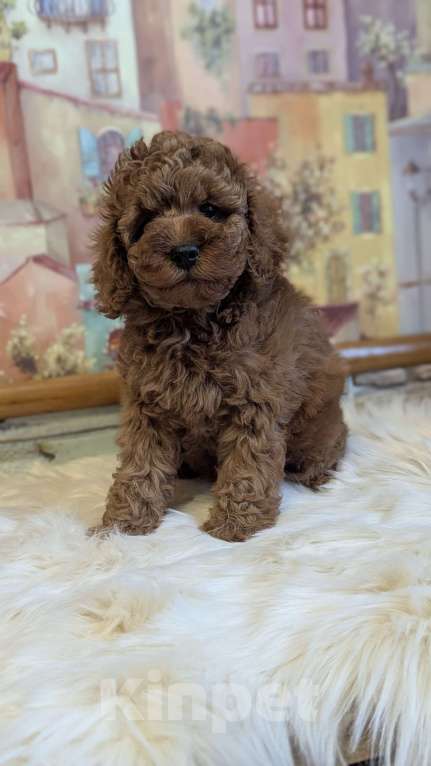 Собаки в Москве: Мальчик пуделя Мальчик, 80 000 руб. - фото 1