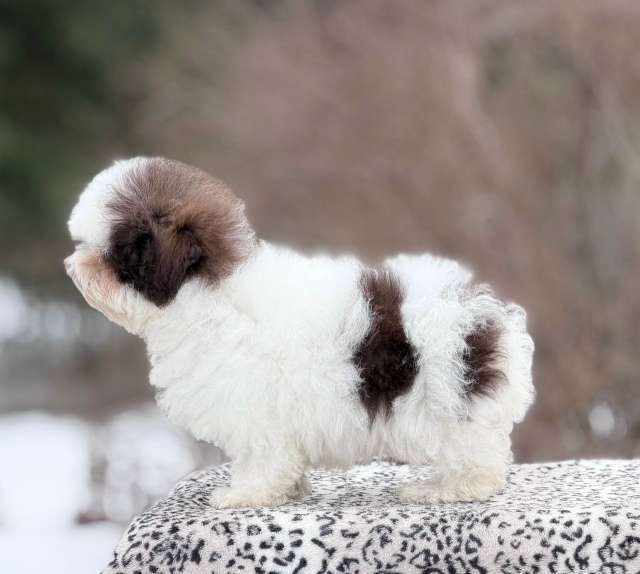 Собаки в Санкт-Петербурге: Мальтипу девочка от Китайских родителей Девочка, 200 000 руб. - фото 8