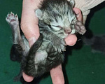 Кошки в Лобне: Котенок Мальчик, 5 руб. - фото 1
