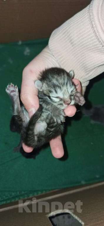 Кошки в Лобне: Котенок Мальчик, 5 руб. - фото 1
