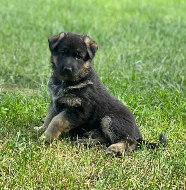 Собаки в Люберцах: Щенки немецкой овчарки. С родословной. Немецкая овчарка. Щенок. С документами. Купить. Овчарка. Мальчик, 45 000 руб. - фото 3