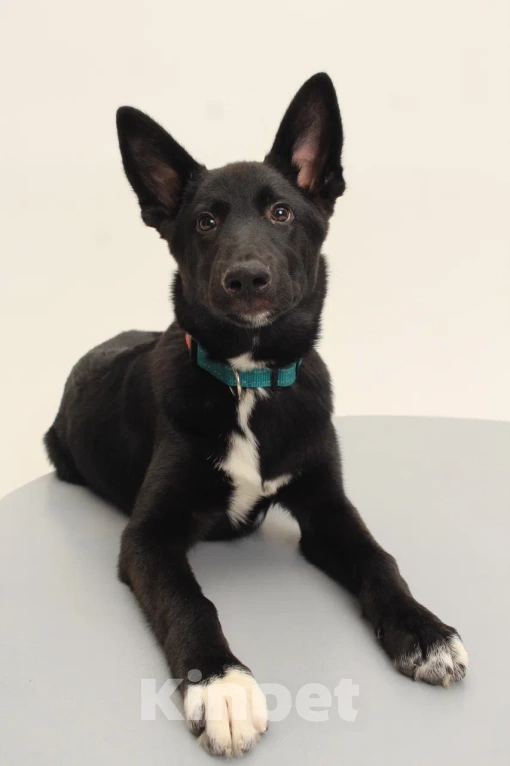 Собаки в Костроме: Грей в поиске дома  Мальчик, Бесплатно - фото 4