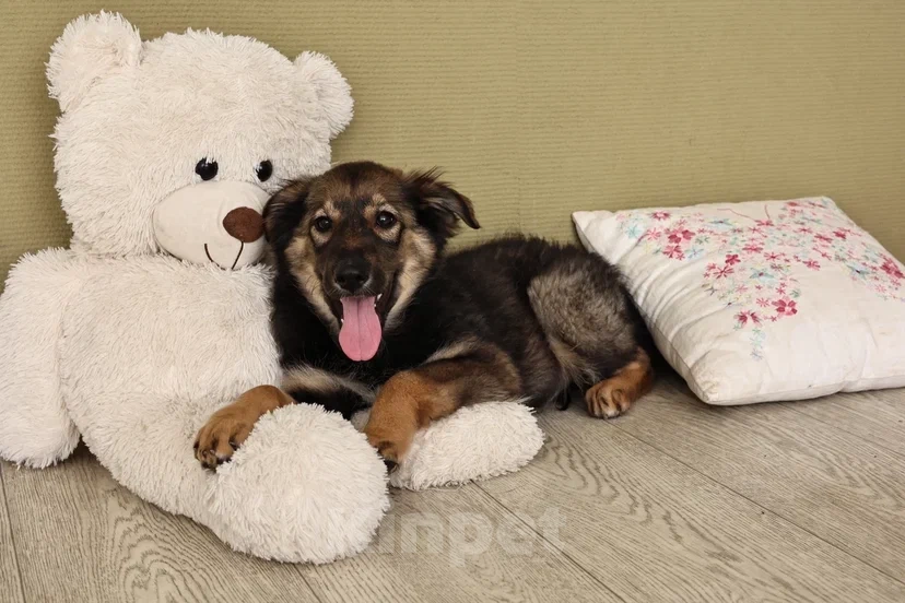 Собаки в Москве: Лапочка-девочка Аришка Девочка, Бесплатно - фото 5