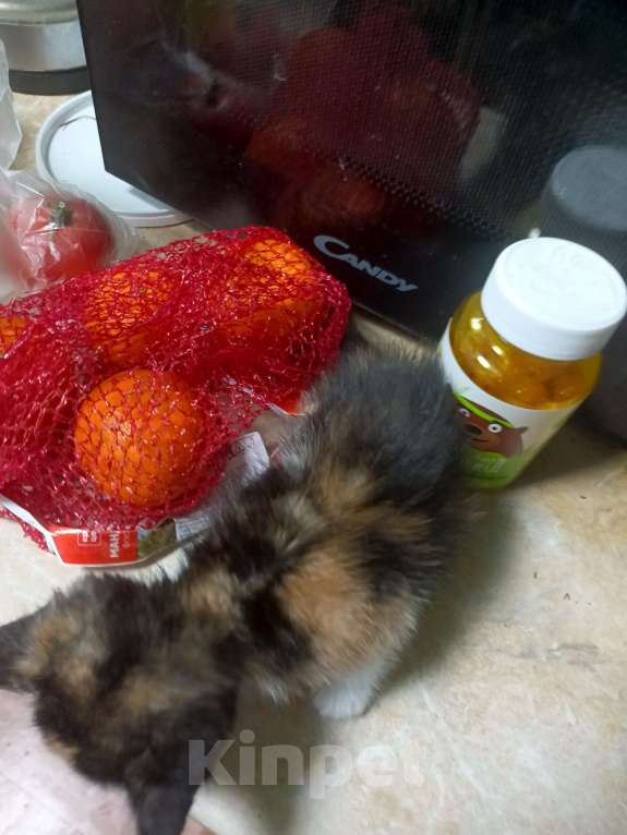 Кошки в Кузнецке: Отдам котёнка. Девочка, Бесплатно - фото 1