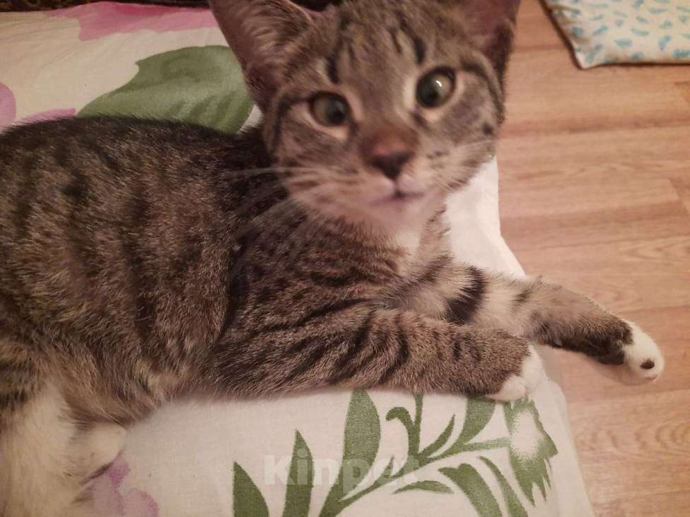 Кошки в Москве: Когда только учишься строить глазки Девочка, Бесплатно - фото 4