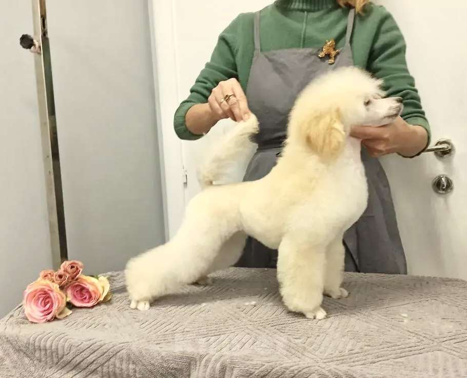 Собаки в Самаре: Щенок пуделя той/миниатюра Девочка, Бесплатно - фото 2