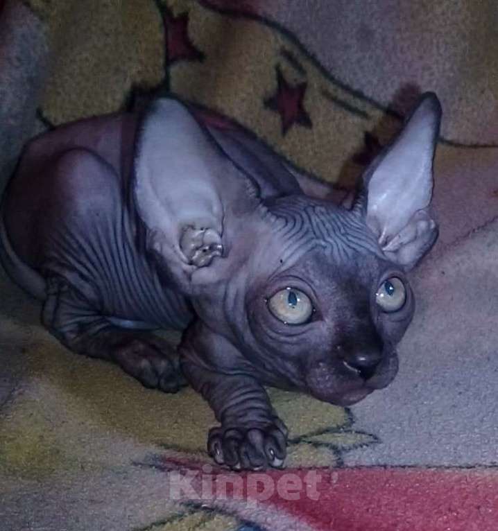 Кошки в Курске: Донской черный мальчик ДГГ Мальчик, 18 000 руб. - фото 5