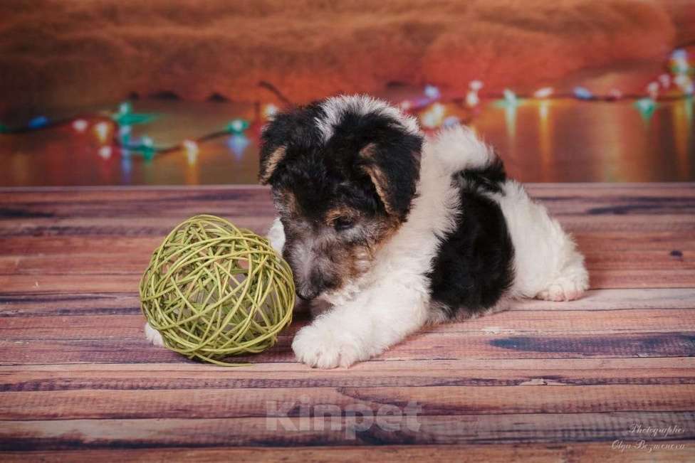 Собаки в Москве: Щенки породы Фокстерьер Мальчик, Бесплатно - фото 2