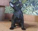 Кошки в Санкт-Петербурге: Котята породы бомбей Мальчик, Бесплатно - фото 6