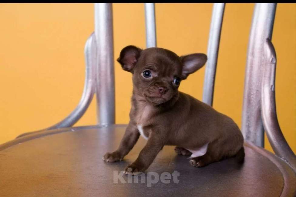 Собаки в Малоархангельске: щенок чухуахуа Мальчик, 20 000 руб. - фото 2