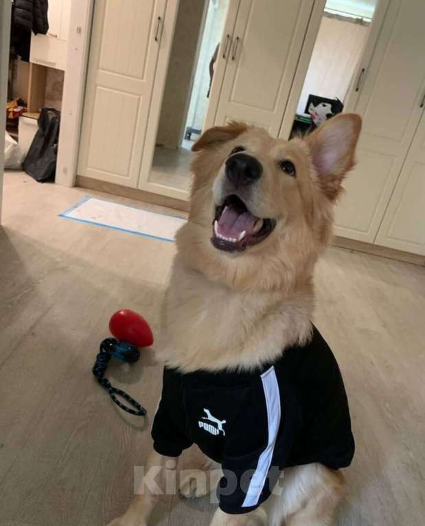 Собаки в Мурином: Золотистый ретривер в добрые руки  Девочка, Бесплатно - фото 1