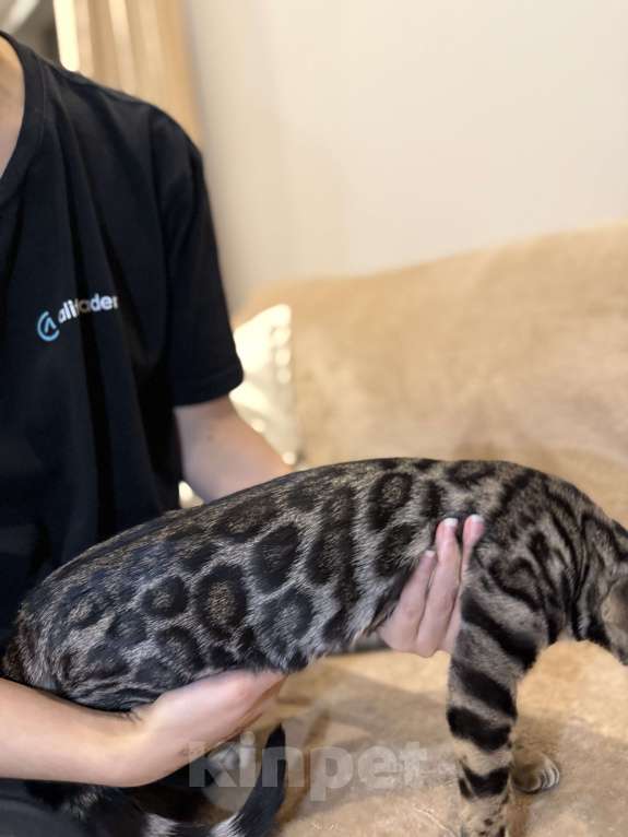 Кошки в Москве: Бенгальский котенок (девочка) Девочка, 35 000 руб. - фото 5