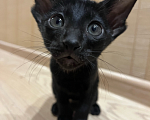 Кошки в Москве: Ориентальный котенок  Девочка, 20 000 руб. - фото 4