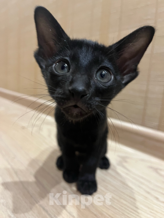 Кошки в Москве: Ориентальный котенок  Девочка, 20 000 руб. - фото 4