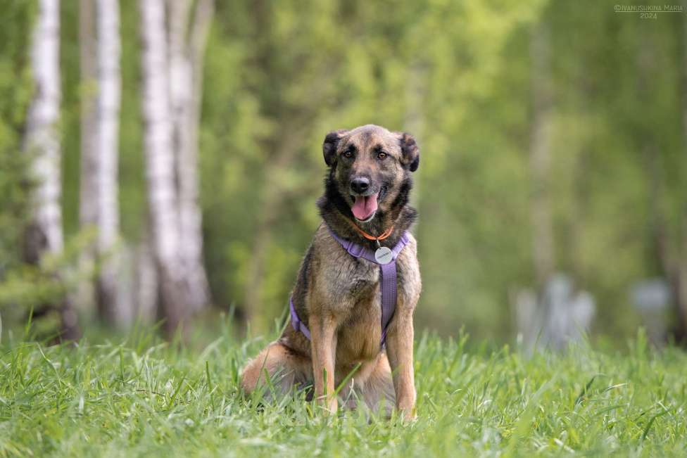 Собаки в Наро-Фоминске: Бирма - очень добрая и веселая собака Девочка, Бесплатно - фото 4