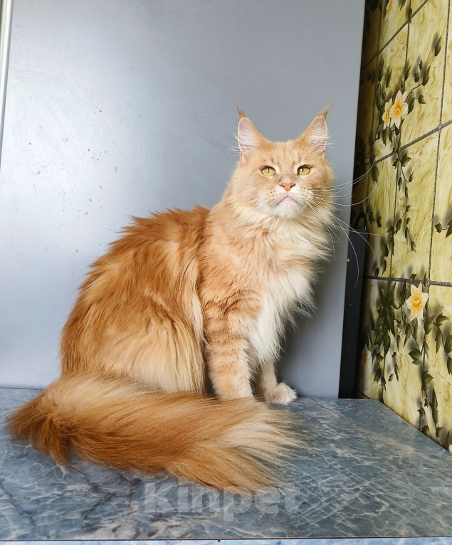 Кошки в Москве: Котёнок Мейн-кун Девочка Девочка, 30 000 руб. - фото 10