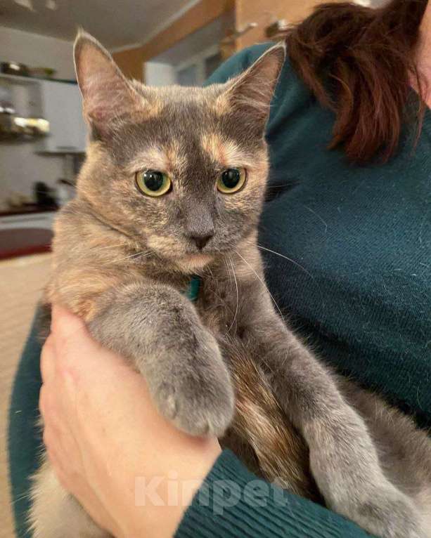 Кошки в Москве: Кошечка Клякса ищет дом Девочка, Бесплатно - фото 2