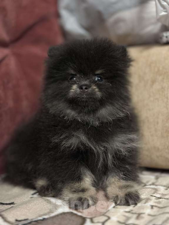 Собаки в Санкт-Петербурге: Померанский шпиц мальчики мини Мальчик, 40 000 руб. - фото 4