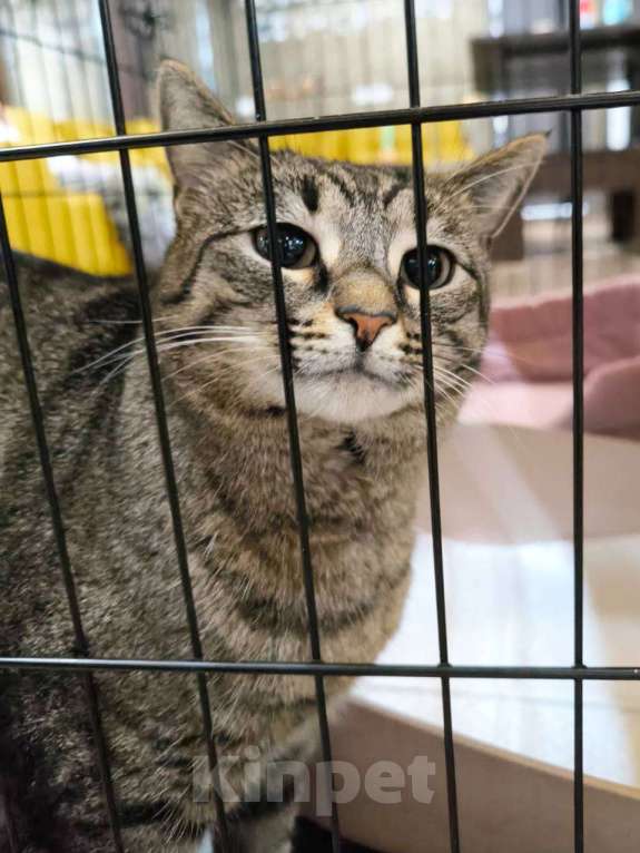 Кошки в Москве: Идеальных форм кошка Девочка, Бесплатно - фото 3