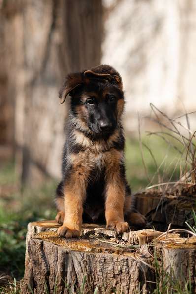 Собаки в Краснодаре: Щенки немецкой овчарки Разнополые, Бесплатно - фото 9