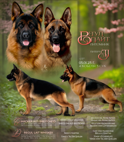 Собаки в других городах Московской области: Щенки немецкой овчарки  Мальчик, 60 000 руб. - фото 3