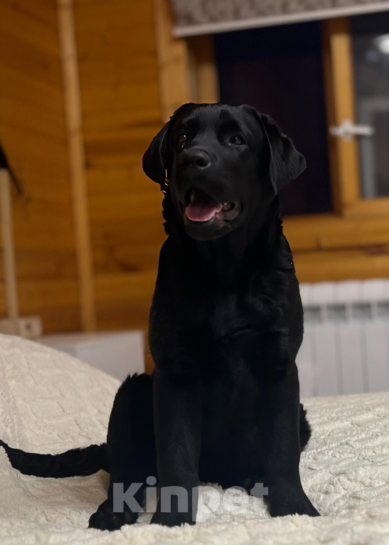 Собаки в Пскове: Лабромалышка Девочка, 60 000 руб. - фото 2