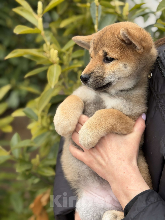 Собаки в Севастополе: Сиба-ину щенок девочка Девочка, 60 000 руб. - фото 9